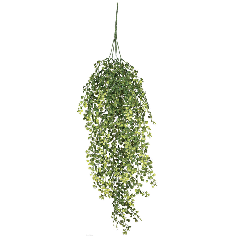 Maiden Hair Fern Vine