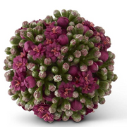 Round succulent with pink flowers on a white background
