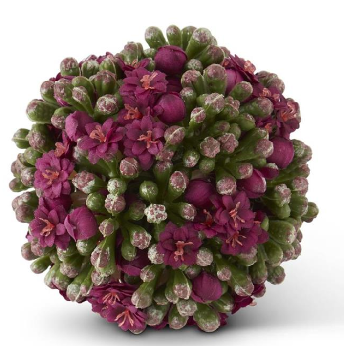 Round succulent with pink flowers on a white background