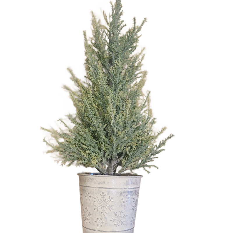 Cypress Tree In Metal Pot