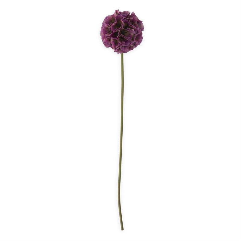 Purple Scabiosa Pod Stem