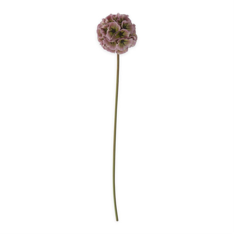 Purple Scabiosa Pod Stem