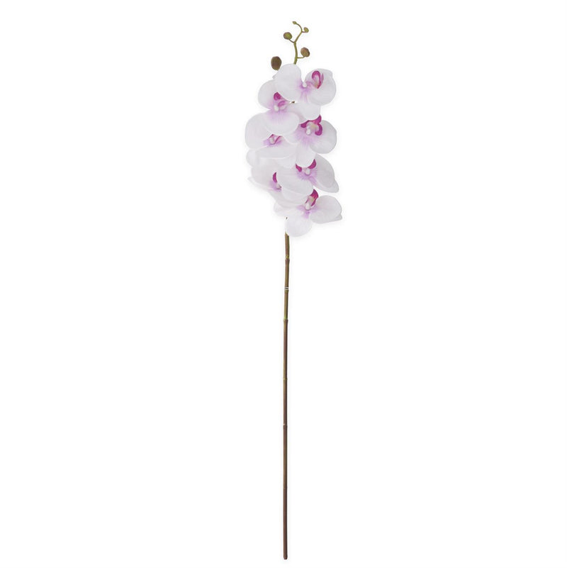White & Purple Orchid Stem