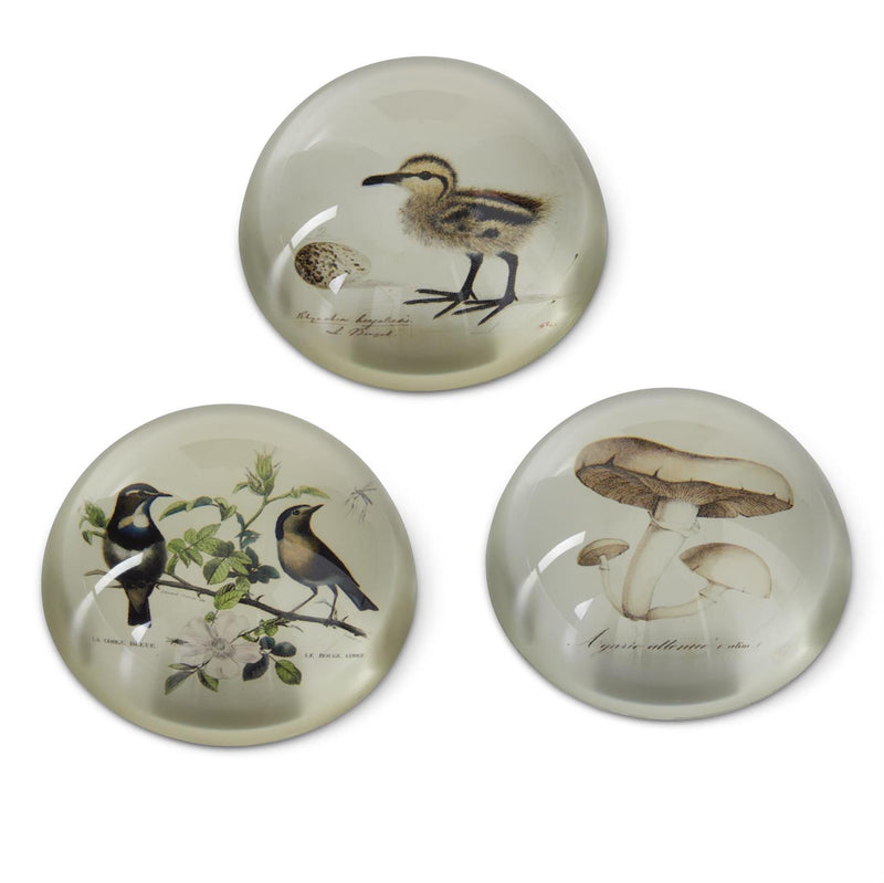 Three decorative paperweights with nature-themed illustrations on a white background