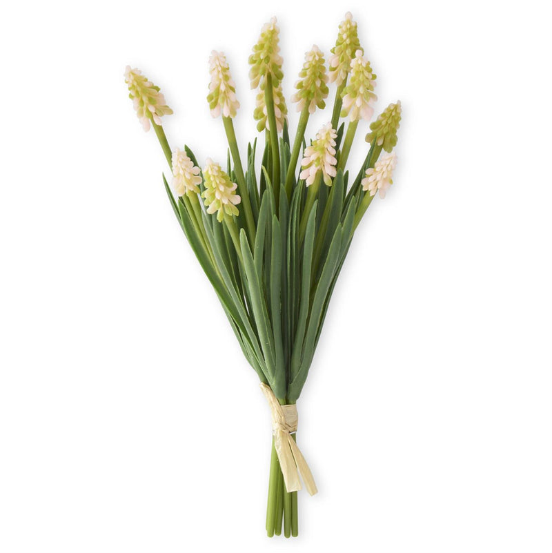 Grape Hyacinth Bundle