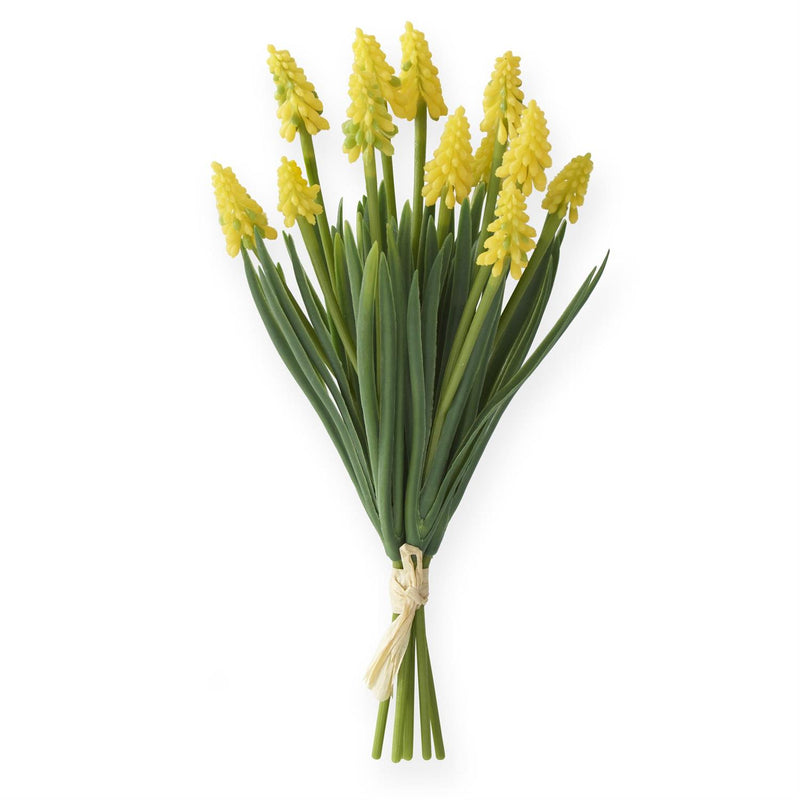 Grape Hyacinth Bundle