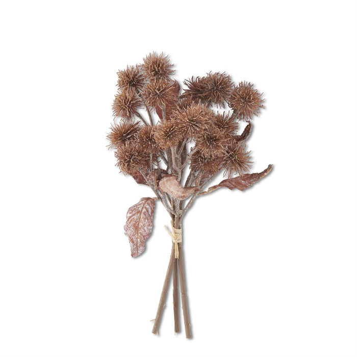 Light Brown Sycamore Fruit  Bundle