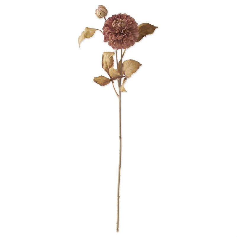 Burgundy and Cream Dahlia Blossom and Bud Stem