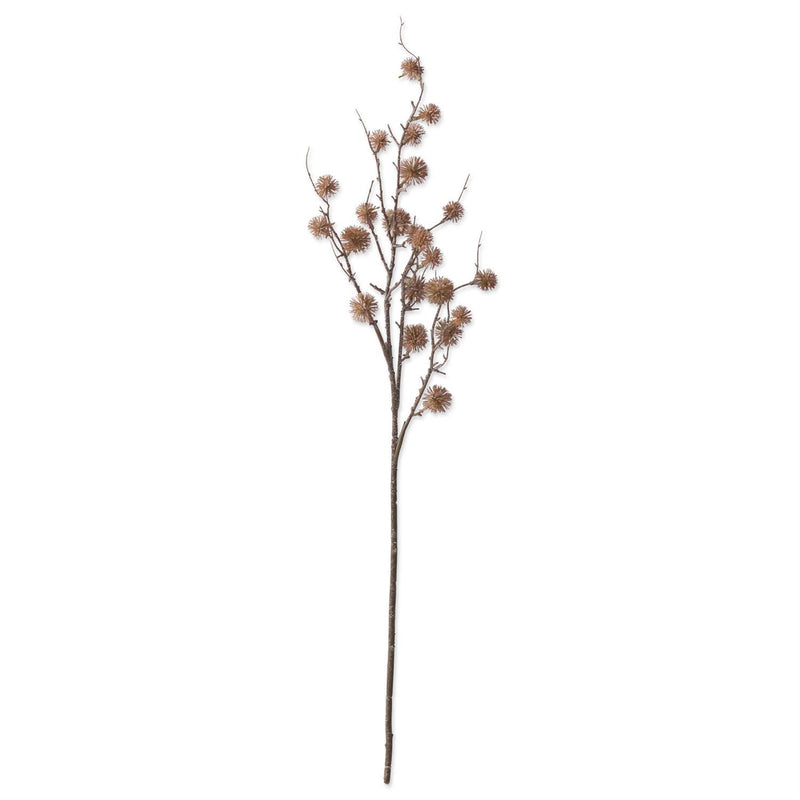 Brown Sycamore Fruit Ball Branch