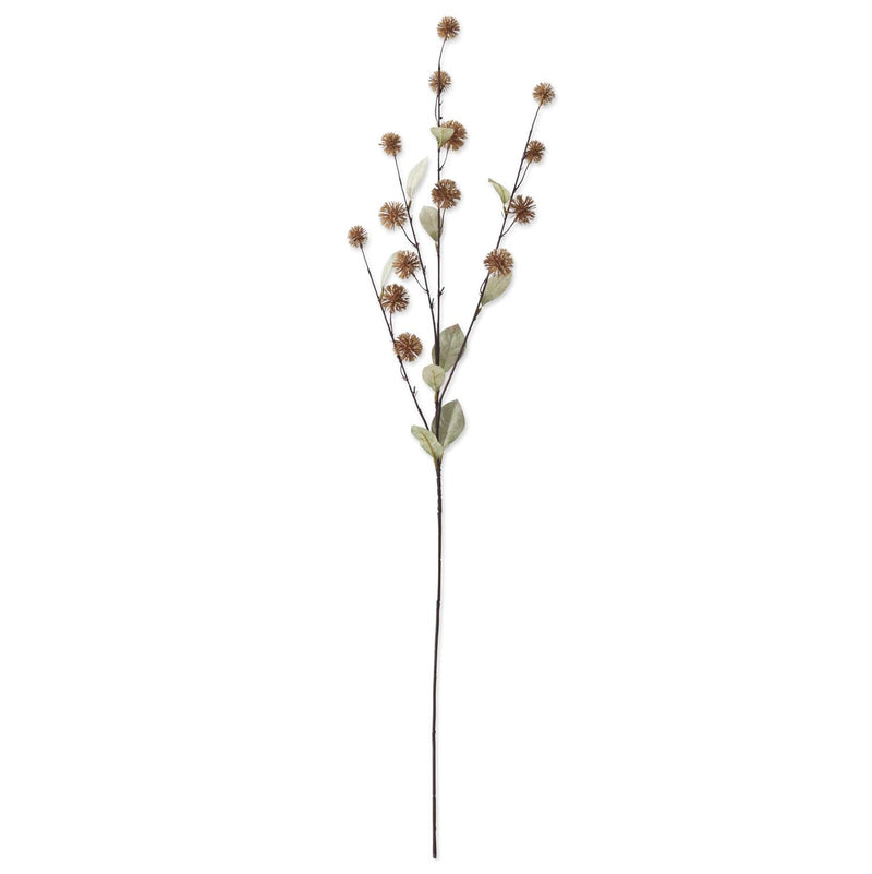 Brown Sycamore Fruit Ball Branch