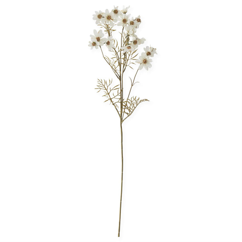 White Cosmo Stem