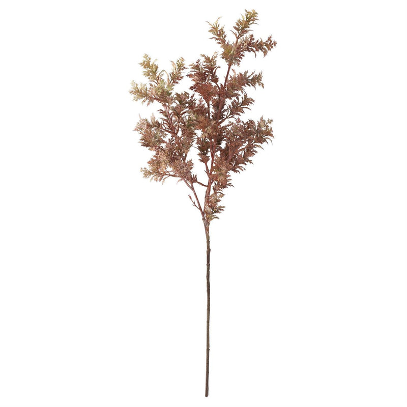 Fall Cyprus Stem