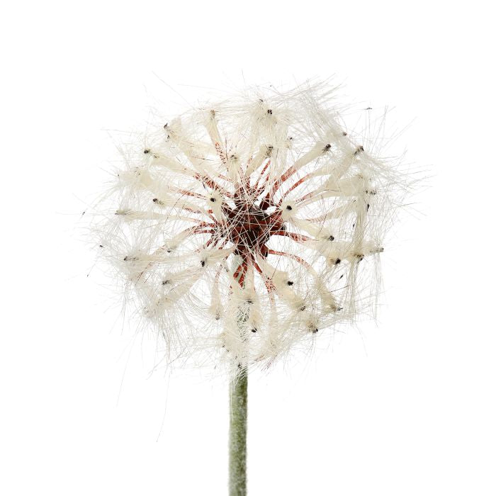 Deluxe Dandelion Spray