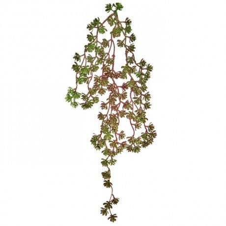 Hanging Succulent Vine