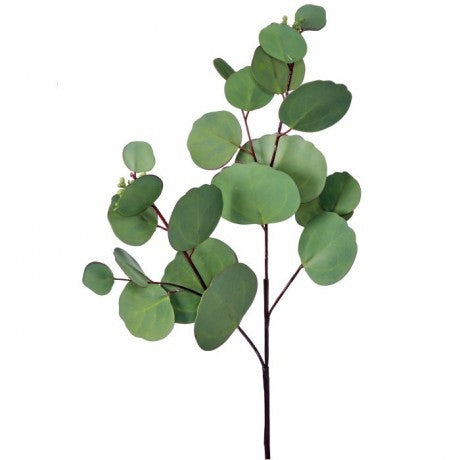 Silver Dollar Eucalyptus Pick