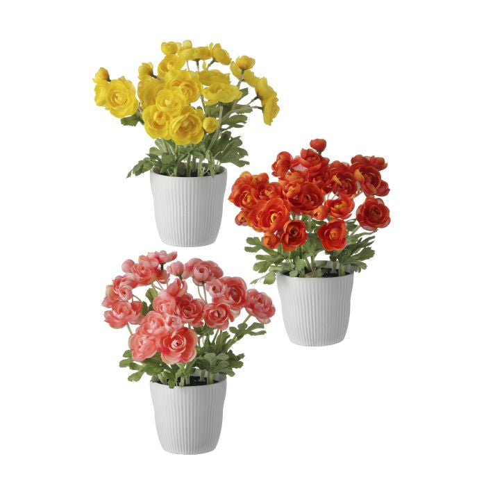 Ranunculus Plant In Ceramic Pot