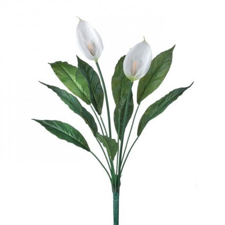 Peace Lily Plant Stem