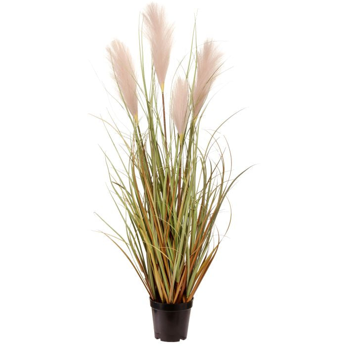 Sandy Dunes Grass Plume Potted Floral