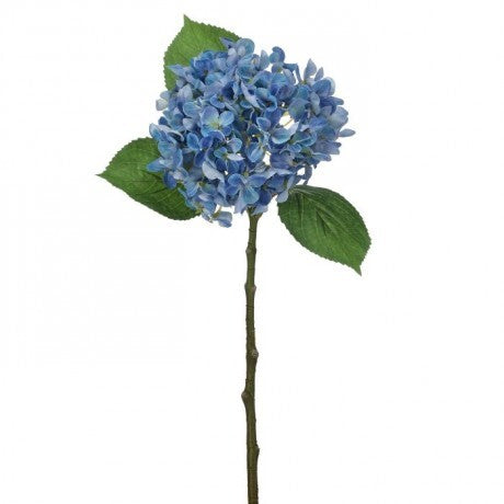 New England Hydrangea