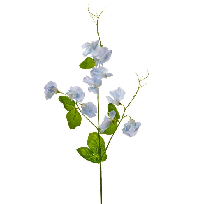 Wild Sweet Pea Stem