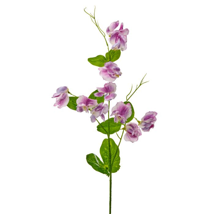 Wild Sweet Pea Stem