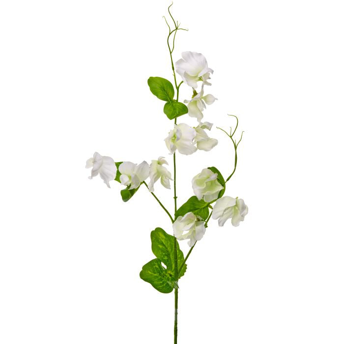 Wild Sweet Pea Stem