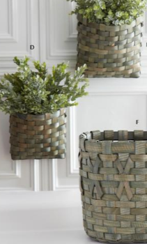 Branch Eucalyptus Stem