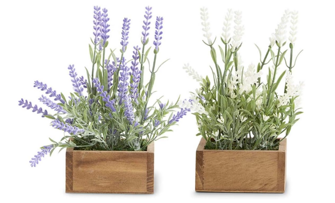 Lavender Plants in Square Wooden Pots - 3 Options