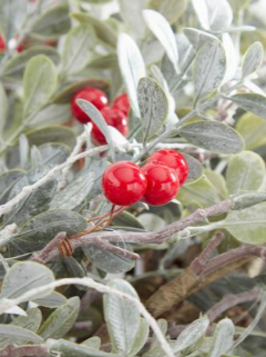 Powdered Boxwood Tree with Red Berries