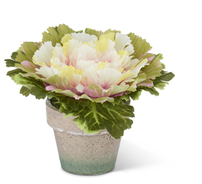 Pink Potted Cabbage