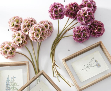 Purple Scabiosa Pod Stem