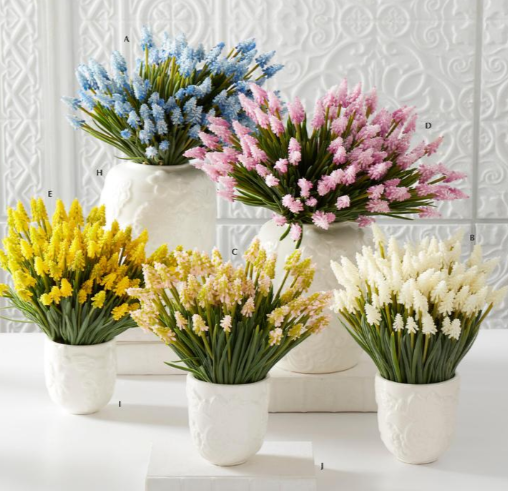 Grape Hyacinth Bundle