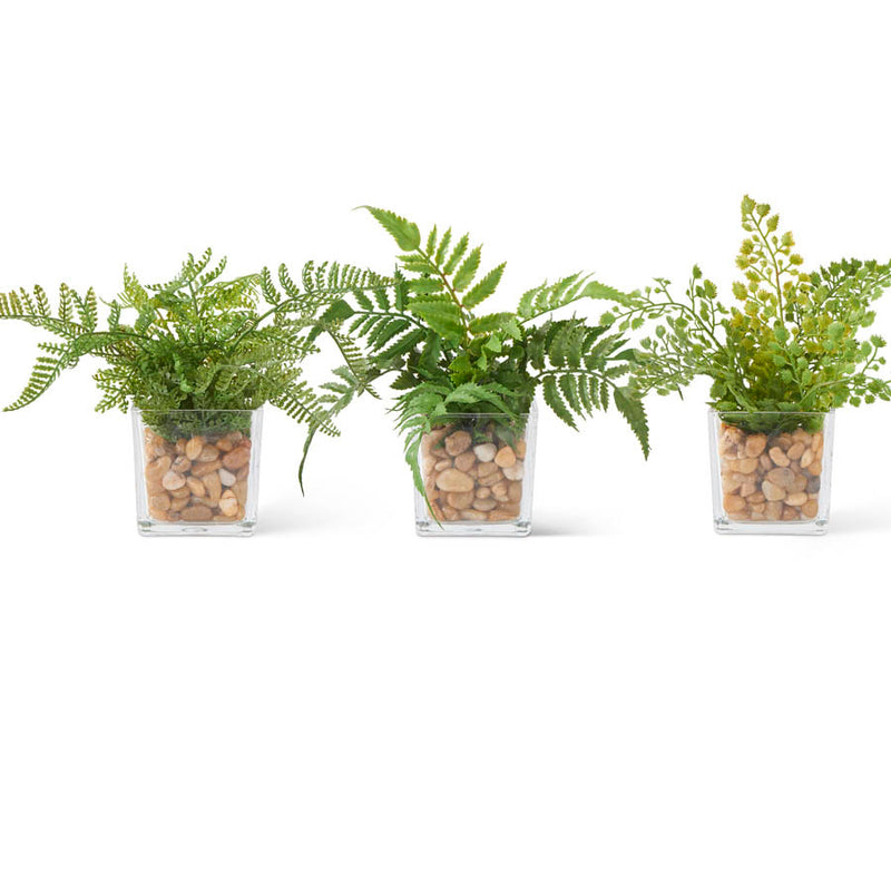 Ferns In Square Glass Vase w/Pebbles- 3 Styles