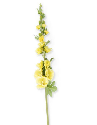 Yellow flower stem with multiple flowers on a white background