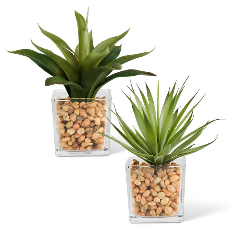 Agave in Square Glass Vases w/Pebbles - 2 Styles