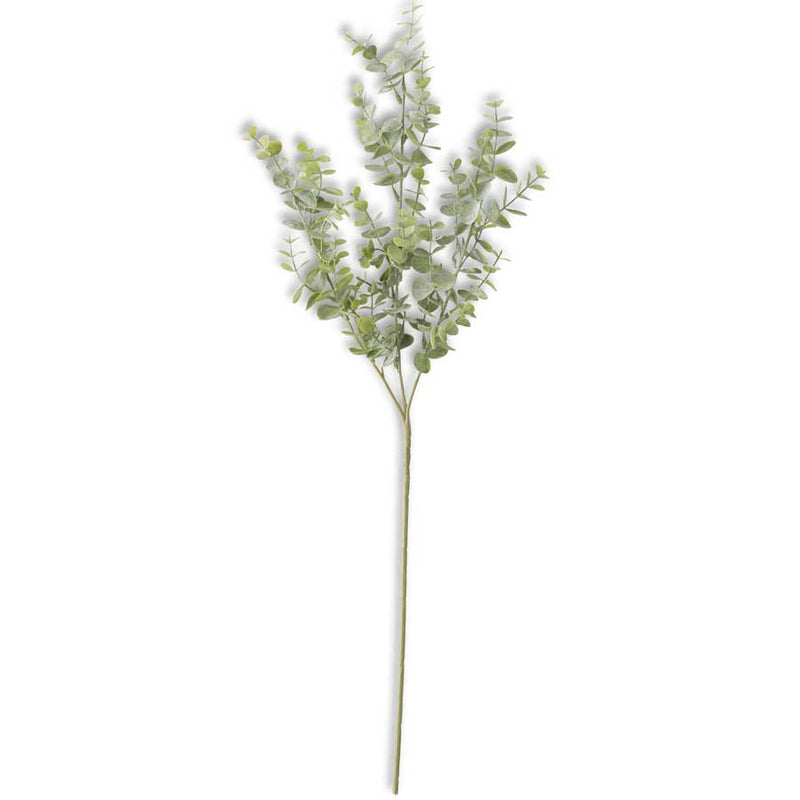 Branch Eucalyptus Stem