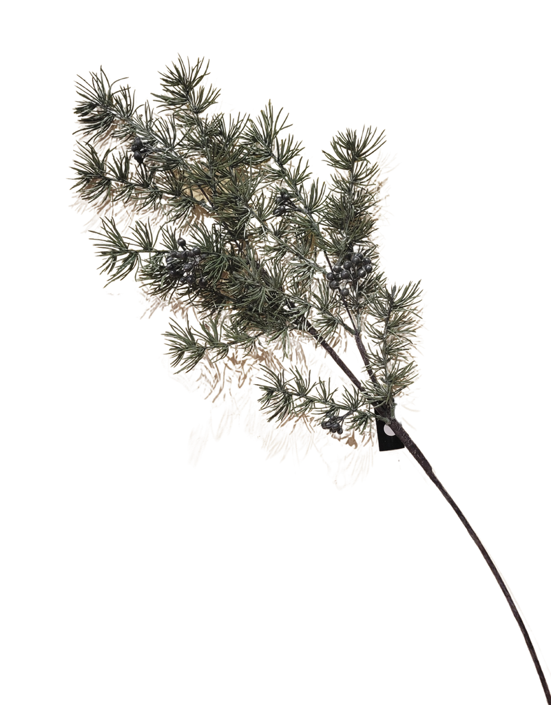 Juniper Stem with Berries