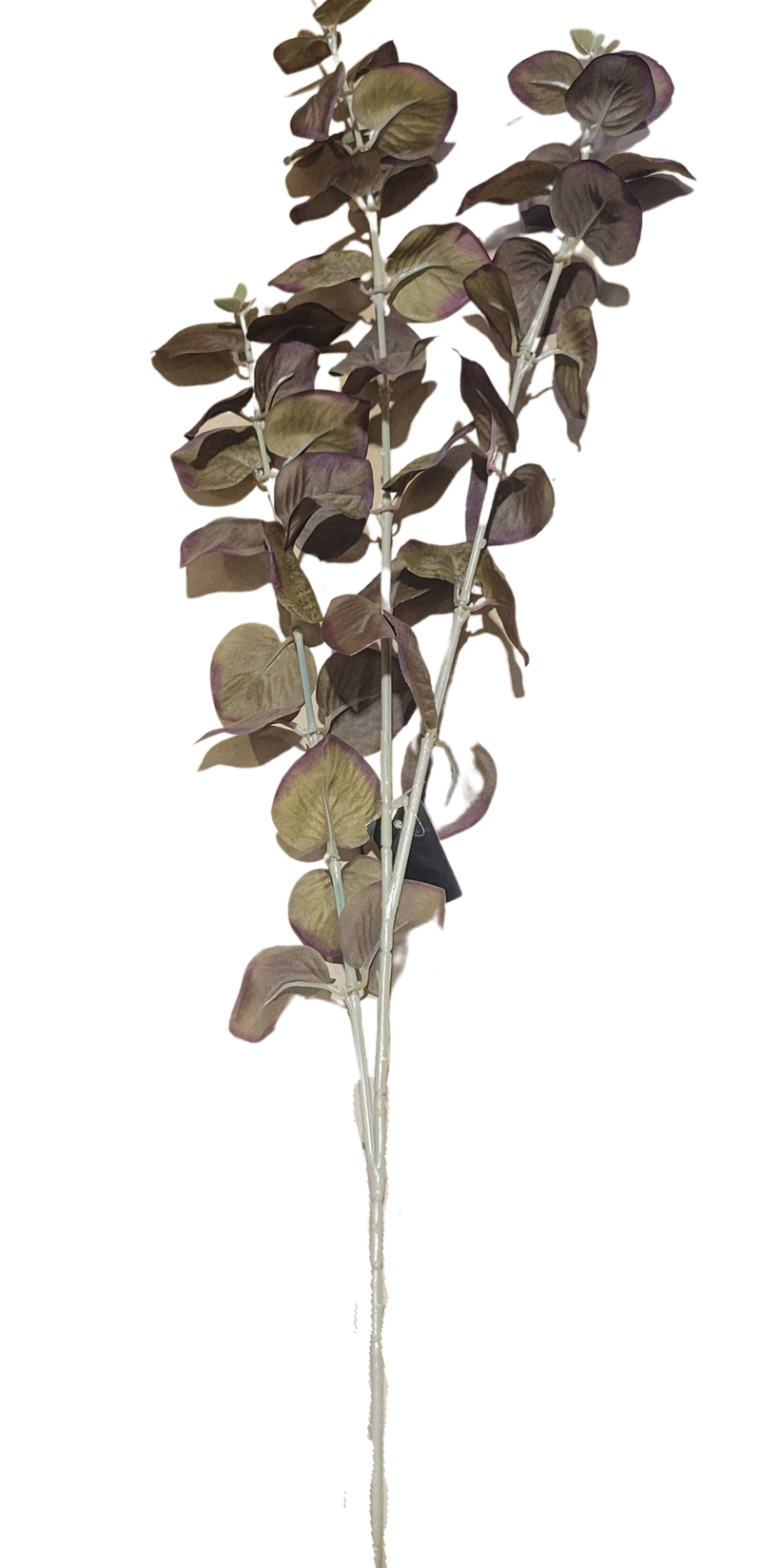 Trimmed Eucalyptus Pick - 2 Colors