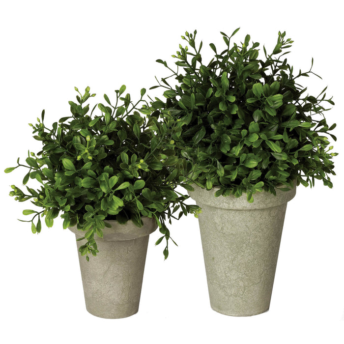 Potted Boxwood Orb- Set of 2
