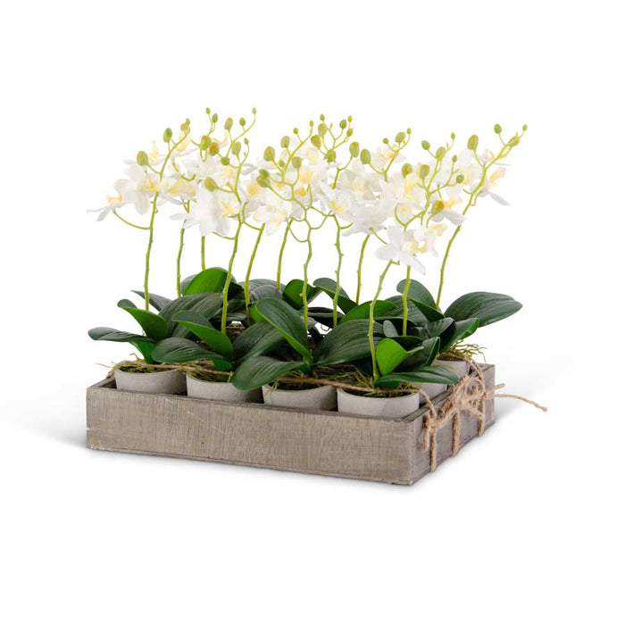 Individual Potted White Orchids - 11"