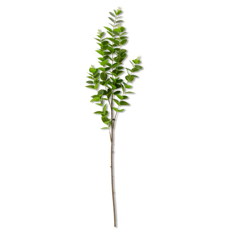 Green Gunnii Eucalyptus Stem - 2 Colors
