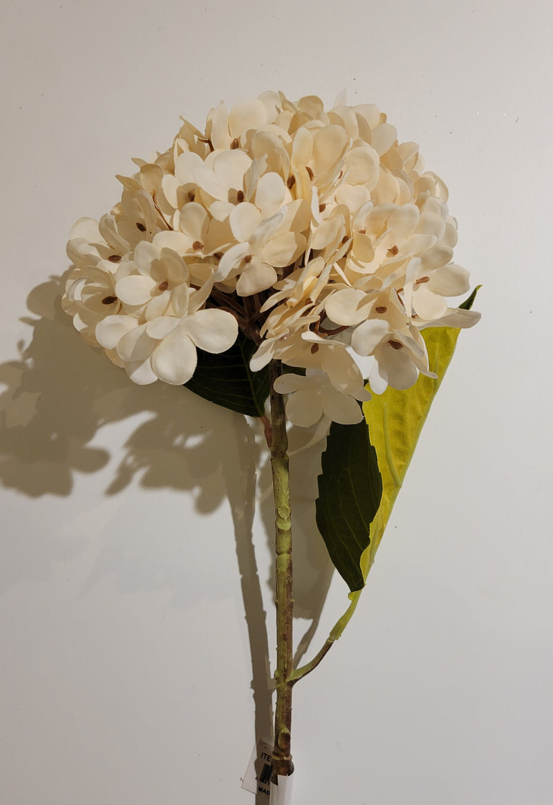 Hydrangea Stem