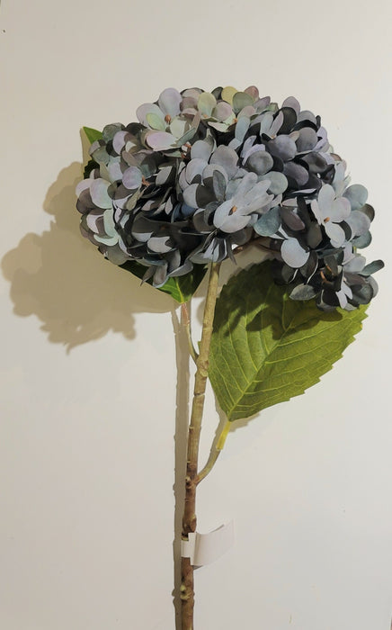 Hydrangea Stem