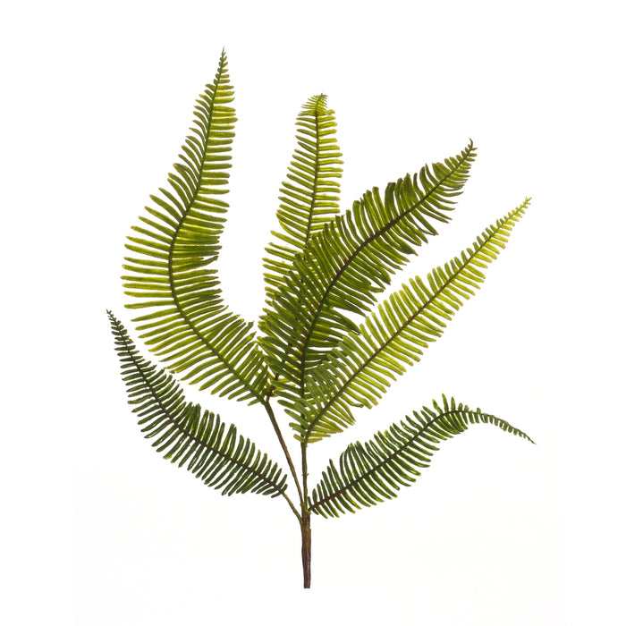 Fern Spray