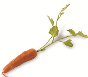 Carrot with green leaves on a white background