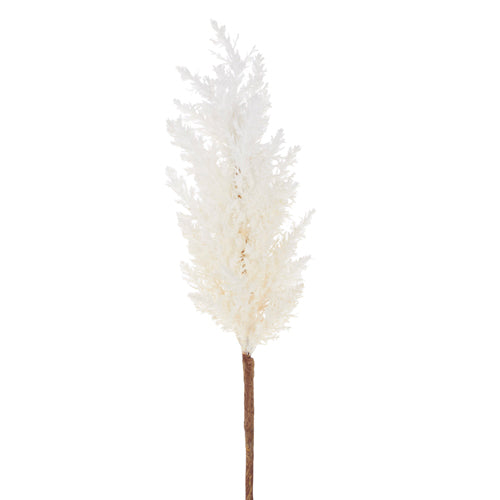 PAMPAS GRASS STEM- 36"