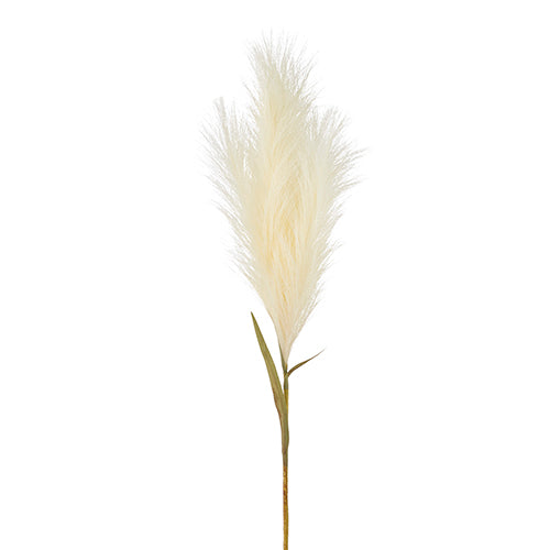 Pampas Grass Plume