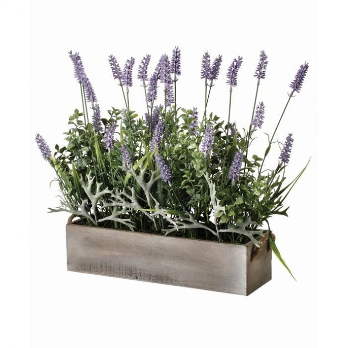 Lavender In Wood Ledge Box
