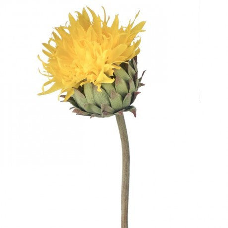 Just Cut Cardoon Thistle - 2 Colors