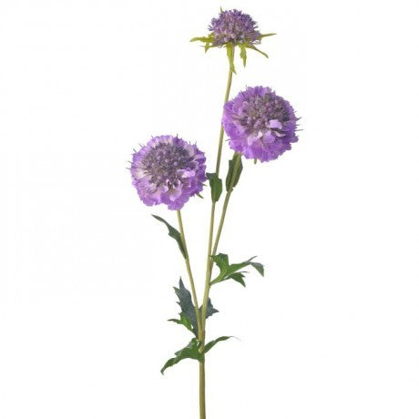 Just Cut Triple Scabiosa -30"